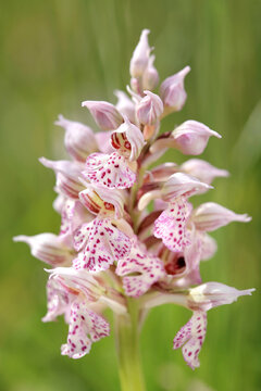 The milky orchid (Neotinea lactea) on the xerothermic grassland in Crete