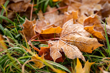 Colourful frozen autumn leaves on the grass.