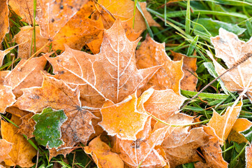 Colourful frozen autumn leaves on the grass.