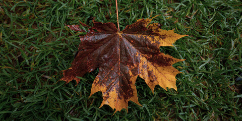 fallen yellow and brown maple leave on green grass in autumn