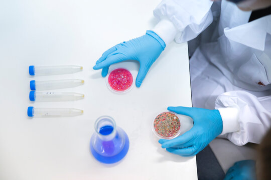 Scientist holding petri dishes with fungus over table in laboratory