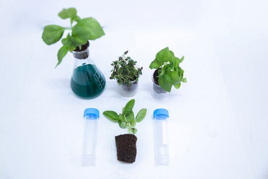 Plants and equipment arranged on while table in laboratory