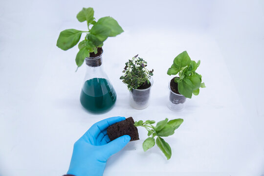 Scientist holding basil plant by beakers and flask on table in laboratory
