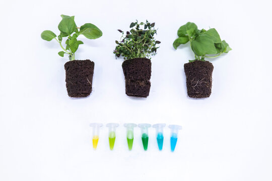 Plants arranged by vials on table at laboratory