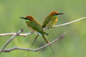 Green bee eater flying on branch tree.Little bird on green background.Nature wildlife image on the outdoor park.