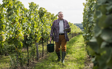 Senior man walking with bucket and tablet PC in vineyard