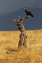 The Spanish imperial eagle (Aquila adalberti), also known as the Iberian imperial eagle, Spanish or Adalbert's eagle sitting on a cork oak in yellow grass with dark mountains in the background. - obrazy, fototapety, plakaty