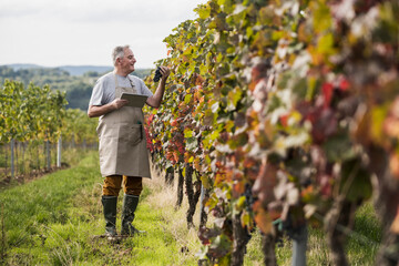 Senior man with tablet PC analyzing grapes in vineyard