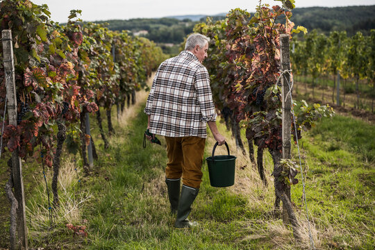 Farm worker walking with bucket amidst vineyard