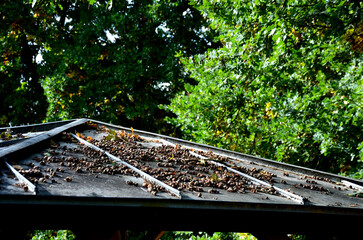 acorns fall from a tree onto a tin roof. pergola in the park with a tin roof. it is necessary to...