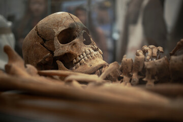 Belgrade, Serbia - Human skeleton from 14th century displayed at an exhibition dedicated to the archaeological researches in Vinča
