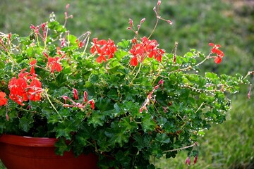 Pot de fleur de géranium rouges le matin au levé du jour avec ses gouttes de rosée translucides...