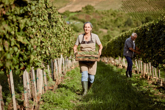 Mature farmer holding crate of grapes walking in vineyard with coworker working in background
