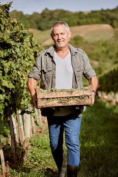 Smiling mature farmer with crate of grapes walking in field