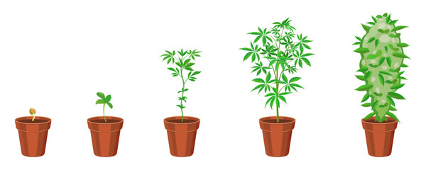 Cannabis growth in flower pot step by step. Marijuana sprouting infographic. Ganja sowing and growth cycle