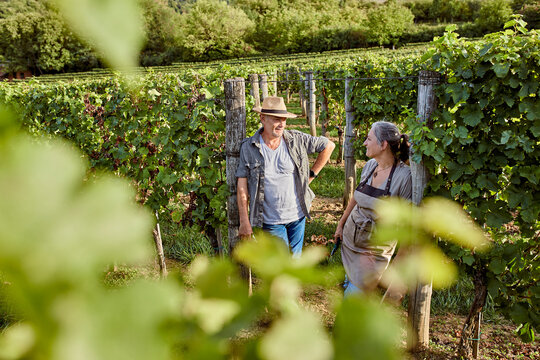 Smiling mature farmers discussing in vineyard on sunny day
