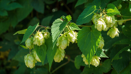 Green fresh hop cones  (Humulus lupulus) in sunny in the garden. Сlose up of agricultural plants...