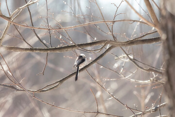 Long-tailed tit sits on a tree branch in spring