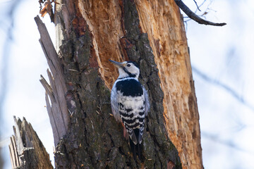 White-backed woodpecker hammering an old rotten tree