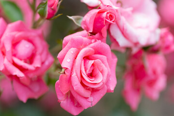 Blooming pink rose close up