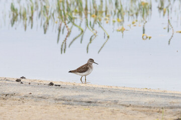 Wood sandpiper on a sandy shore near the water