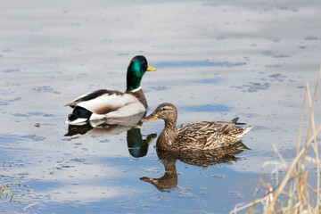 Mallard ducks male and  female on water close up
