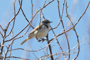 Lesser whitethroat sits on a tree branch in spring