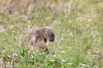 Naklejka na ściany i meble Bobak marmot lies on a grass on summer day