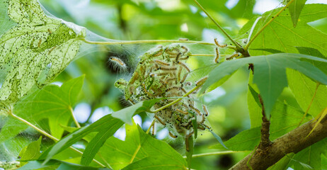 Caterpillars of American white butterfly (Hyphantria cunea, moth fall webworm) quarantine pest on...
