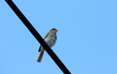 A red-backed shrike (Lanius collurio) perching on wire