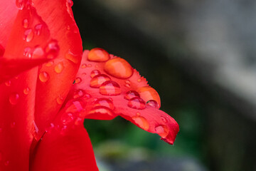 rosée le matin avec un gros plan de gouttes d'eau translucides sur un pétale de tulipe rouge