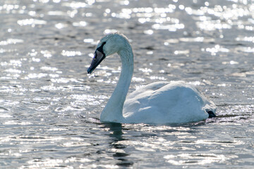 Beautiful Mute Swan (Cygnus olor) floating on water. Gelderland in the Netherlands.                                                 
