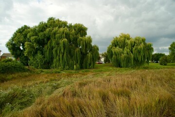 Field with willow trees with cloudy blue sky in the background