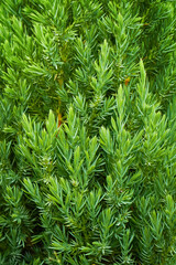 Fototapeta premium Young green shoots of juniper branches. Plant background.