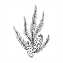 Hand Drawn Coniferous Tree Branch With Two Pine  Cones On A White Background