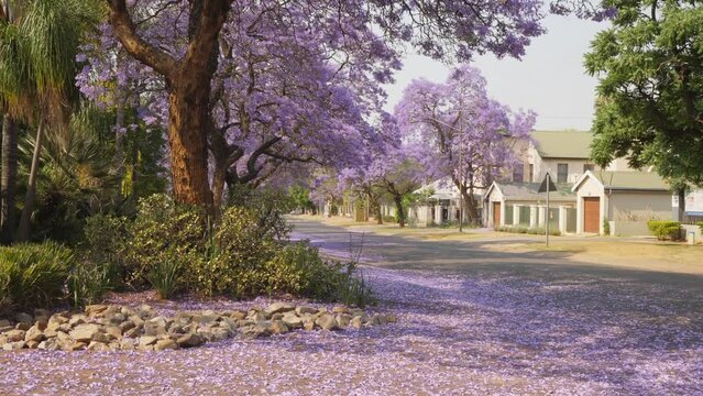 Tilt up tall Jacaranda tree in bloom, along suburban street