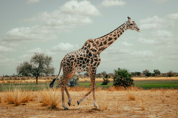 Giraffes in the wild