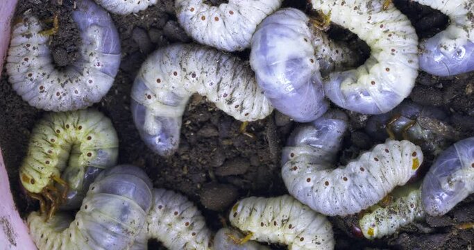 Large white worms close-up may bug larvae or rhinoceros beetle in the ground.