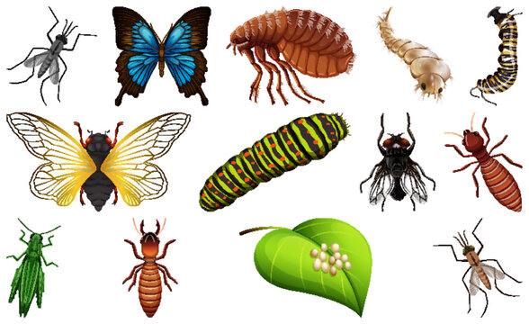 Different kinds of insects collection