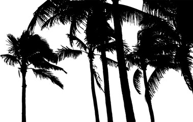Coconut Palm Tree Silhouette. Vector Illustration.