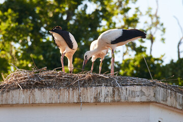 Junge Weißstörche auf dem Nest