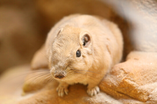The common gundi - Ctenodactylus gundi - is a species of rodent in the family Ctenodactylidae. It is found in Algeria, Libya, Morocco, and Tunisia.