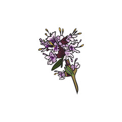 Hand drawn purple thyme little flowers on twig sketch style