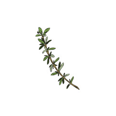 Thyme herbal food spice twig or branch sketch vector illustration isolated.