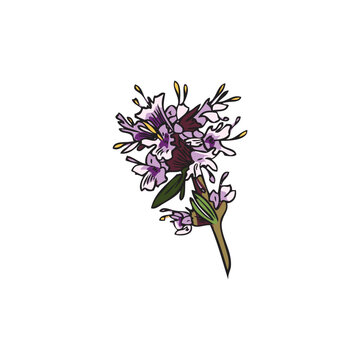 purple thyme flower drawing on white clip art preview