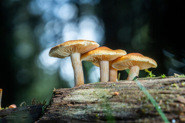 brown mushrooms on wood