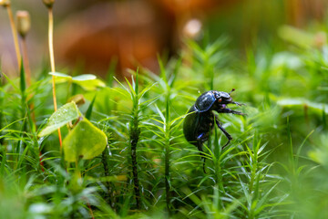 black bug in the woods