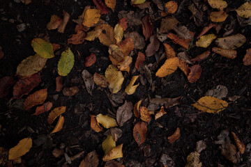 autumn yellow and brown leaves on the ground in october