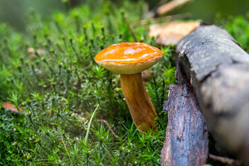 brown mushroom in the moss © Matthias