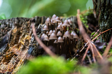 brown mushrooms on a tree in the forest